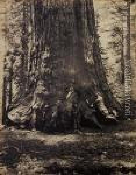 Section Of The 'grizzly Giant,' 33 Feet Diameter, Mariposa Grove,california Oil Painting - Carleton E. Watkins