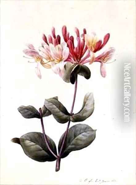 Lonicera Periclymenum Honeysuckle Oil Painting - Louise D'Orleans