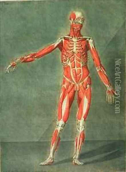Superficial Muscular System of the Front of the Body Oil Painting - Arnauld Eloi Gautier DAgoty