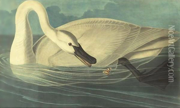 Trumpeter Swan (Plate Ccccvi) Oil Painting - John James Audubon