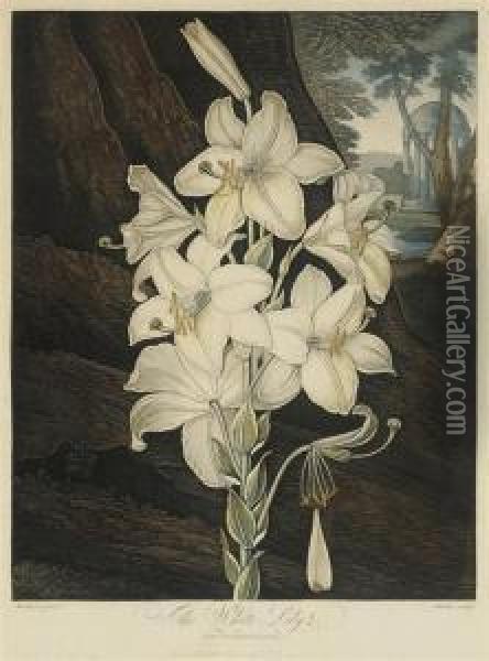 The White Lily, With Variegated-leaves Oil Painting - Robert John, Dr. Thornton
