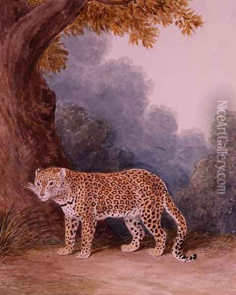 Leopard Oil Painting - Samuel Howitt
