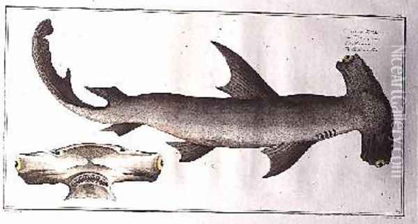 Hammerhead Shark Balance Fish Oil Painting - Andreas-Ludwig Kruger