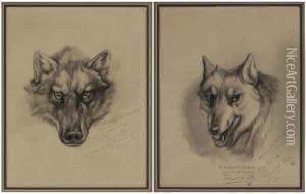 Two Wolf Portraits Oil Painting - Earnest Thompson Seton