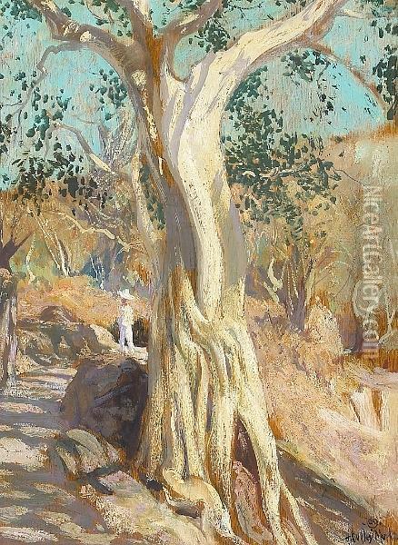 California Cypress Oil Painting - Hermann Dudley Murphy