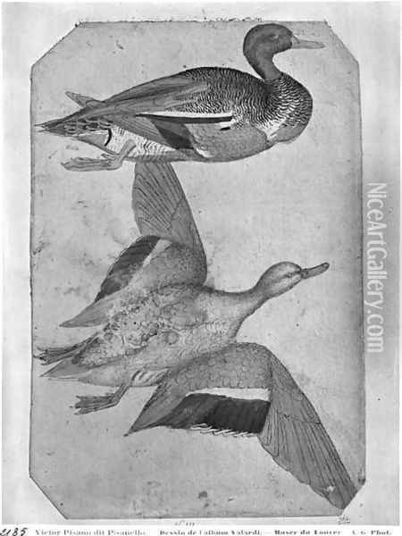 Ducks, from the The Vallardi Album 2 Oil Painting - Antonio Pisano (Pisanello)