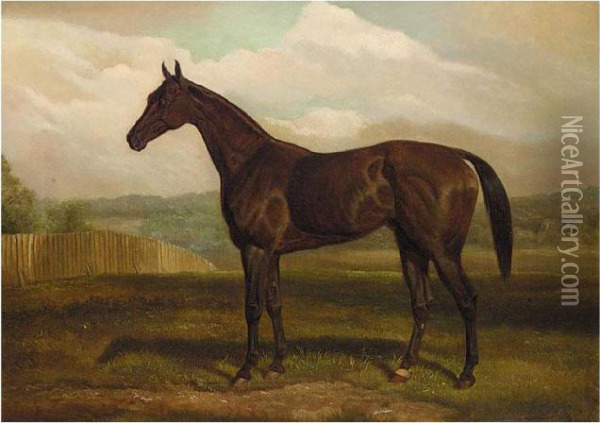 Study Of A Bay Horse Oil Painting - Edward Algernon Stuart Douglas