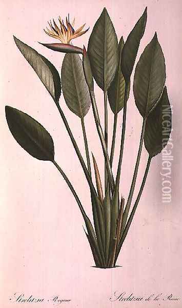 Strelitzia Reginae, from Les Strelitziaceae Oil Painting - Pierre-Joseph Redoute