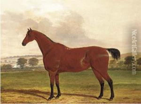 Boston, A Horse In A Field Oil Painting - William Willoughby