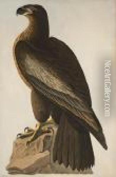 The Bird Of Washington Oil Painting - John James Audubon