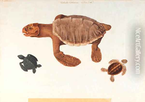 Study of a turtle, with two subsidiary studies of small turtles Oil Painting - Franz Anton von Scheidel