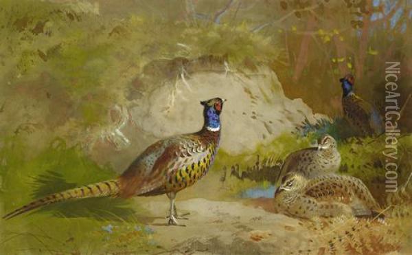 Pheasants In A Landscape Oil Painting - Archibald Thorburn