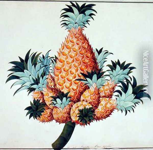 Nanas or Pineapple, from 'Drawings of Plants from Malacca', c.1805-18 Oil Painting - Anonymous Artist