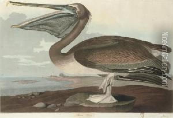 Brown Pelican (plate Ccccxxi)
Pelicanus Puscus Oil Painting - Robert I Havell