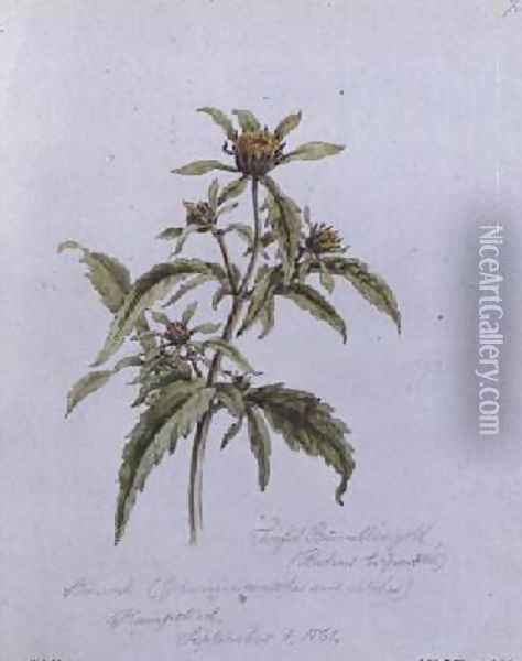 Trifid Burr-Marigold Oil Painting - William James Linton