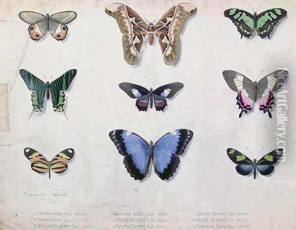 Butterflies from Brazil and Guyana, mid 19th century Oil Painting - Edouard Travies