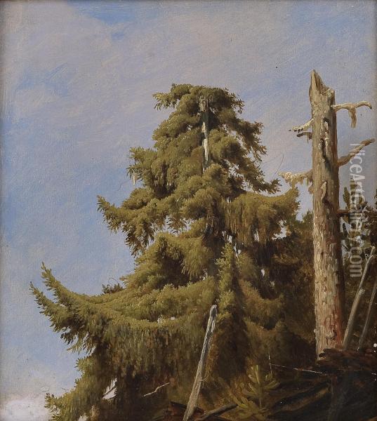 Sketch Of A Tree Oil Painting - August Cappelen
