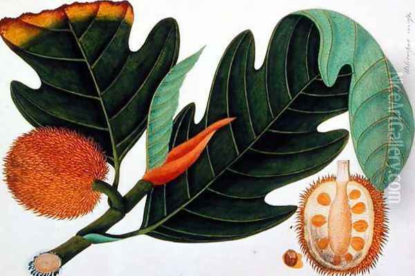 Trab or Artocarpus incesses, from 'Drawings of Plants from Malacca', c.1805-18 Oil Painting - Anonymous Artist