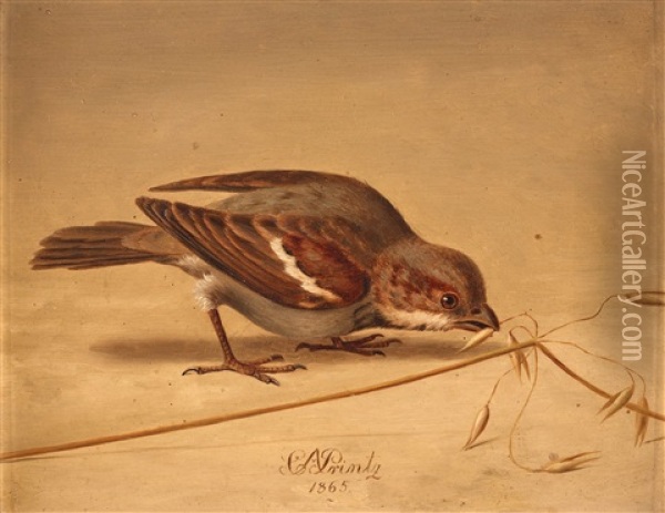 House Sparrow (passer Domesticus) Oil Painting - Christian August Printz
