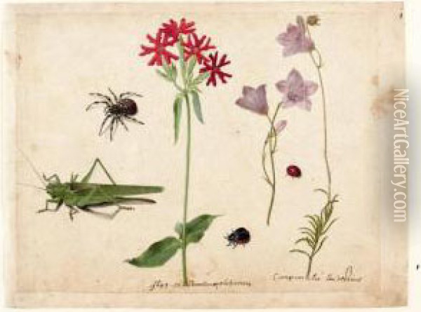 A Sheet Of Studies With A 
Grasshopper, A Spider, A Ladybird And A May-bug, And Two Campanulas And A
 Maltese Cross Oil Painting - Jacques (de Morgues) Le Moyne