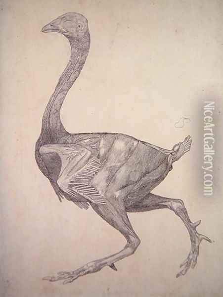 Study of a Fowl, Lateral View, from A Comparative Anatomical Exposition of the Structure of the Human Body with that of a Tiger and a Common Fowl, 1795-1806 4 Oil Painting - George Stubbs
