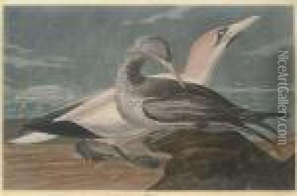 By Robert Havell Oil Painting - John James Audubon