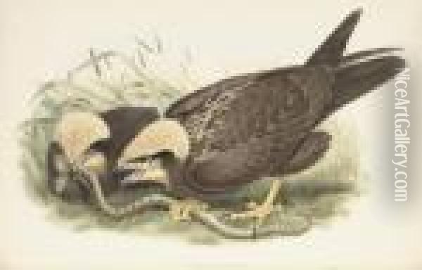 The Birds Of Great Britain Oil Painting - John H. Gould