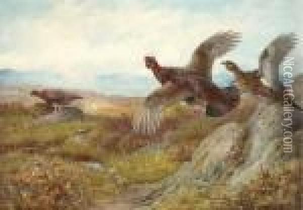 Grouse Oil Painting - Archibald Thorburn