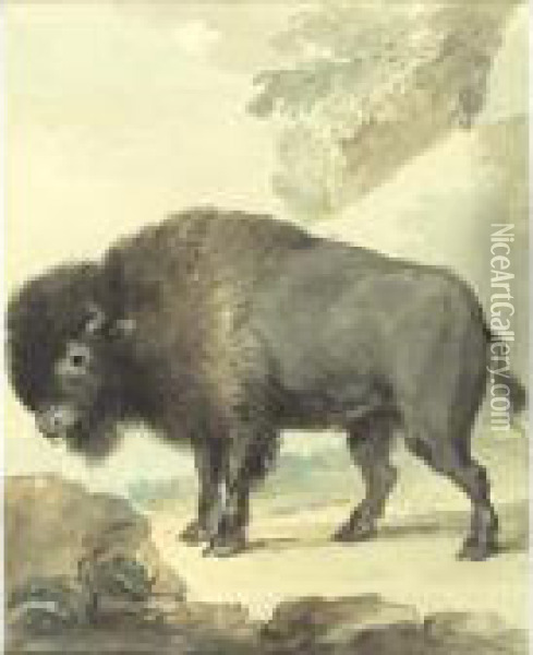Study Of A Bison Oil Painting - Aert Schouman