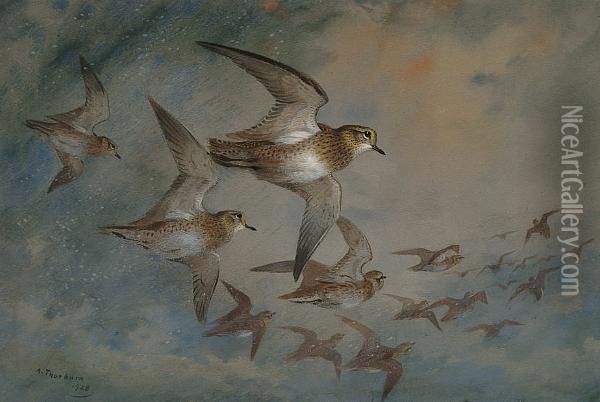 Golden Plovers In Flight Oil Painting - Archibald Thorburn