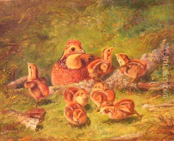 Ruffed Grouse And Chicks Oil Painting - Arthur Fitzwilliam Tait
