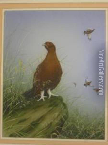 Red Grouse On Moorland Rock Oil Painting - John Morris