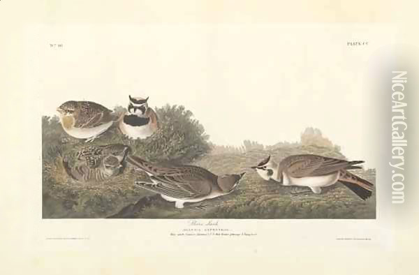 Shore Lark, illustration from 'The Birds of America' Oil Painting - John James Audubon