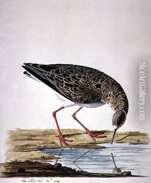 Curlew Sandpiper Oil Painting - Charles Collins