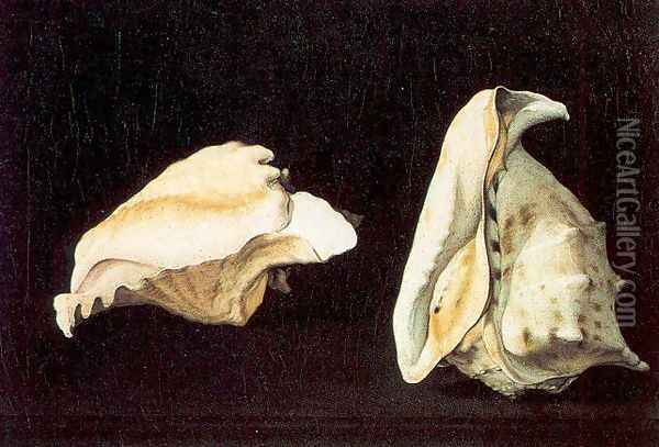 Two Shells Oil Painting - Filippo Napoletano