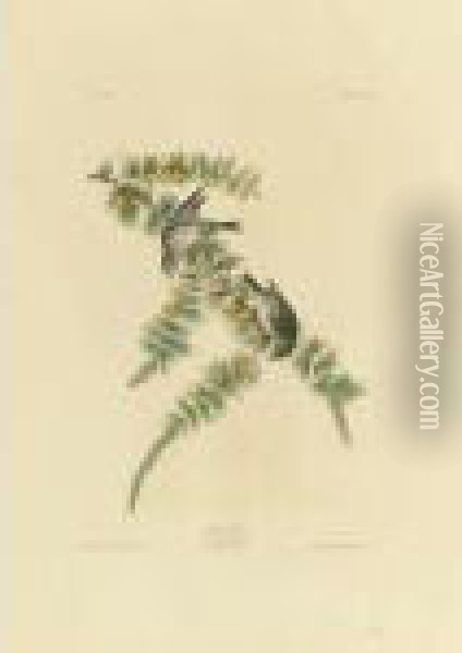 Pine Finch (plate Clxxx) Oil Painting - John James Audubon