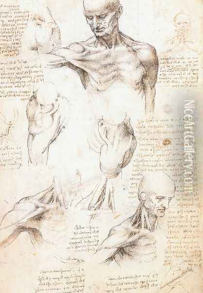 Anatomical studies of a male shoulder Oil Painting - Leonardo Da Vinci