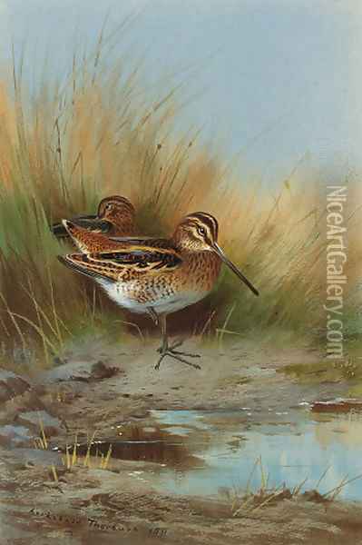 Snipe at the water's edge Oil Painting - Archibald Thorburn