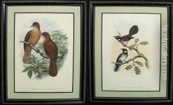 Ornithological Prints: Rhipidura Leucothorax And Rectes Leucorhynchus Oil Painting - William M. Hart
