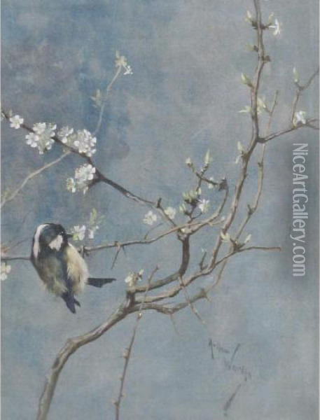 A Tit On A Branch Of Blossoming Cherries Oil Painting - Arthur Wardle