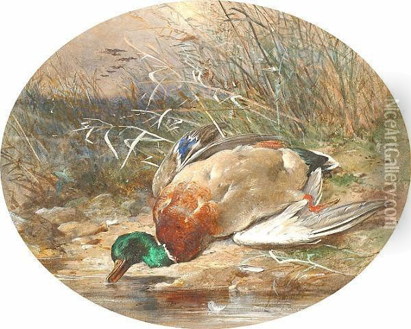 Mallard On A Riverbank. Oil Painting - James Jnr Hardy