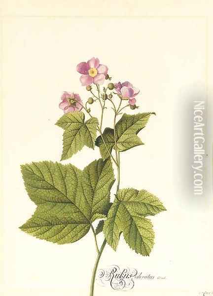 Rubus Odoratus (Japanese Anemone) Oil Painting - Georg Dionysius Ehret