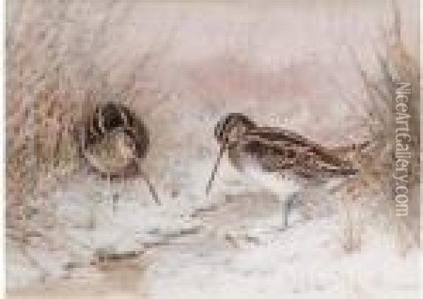 Snipe In Snow Oil Painting - William Arnold Woodhouse