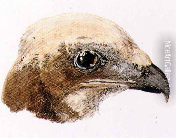 Moor Hawk, from The Farnley Book of Birds, c.1816 Oil Painting - Joseph Mallord William Turner