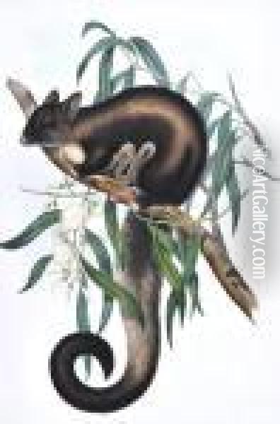 Belideus Flaviventer (bush-tailed Possum) Oil Painting - John H. Gould