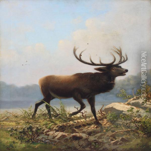 Roaring Stag Oil Painting - Adolf Henrik Mackeprang