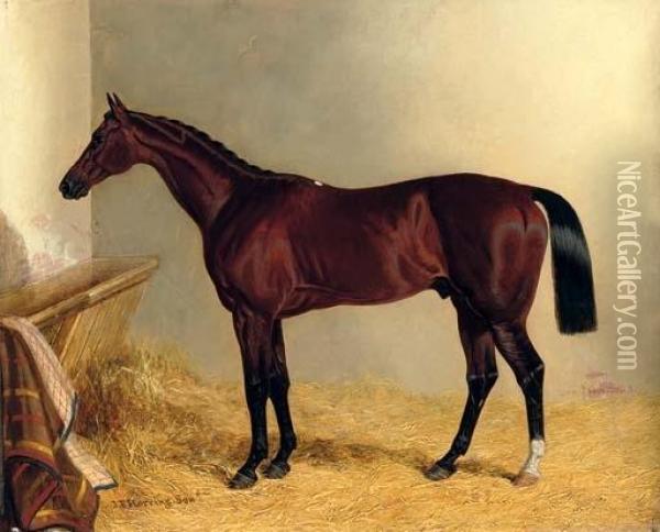 The Earl Of Chesterfield's Bay Colt Don John, In A Stable Oil Painting - John Frederick Herring Snr