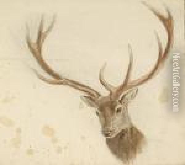 Study For The Head Of A Stag, Together With 4 Other Animal Studies By The Same Hand Oil Painting - Josef Wolft Richter