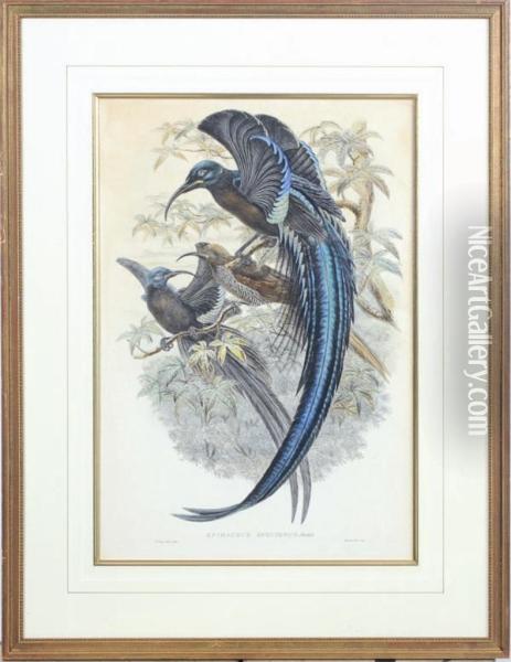 Birds Of New Guinea Oil Painting - William Matthew Hart