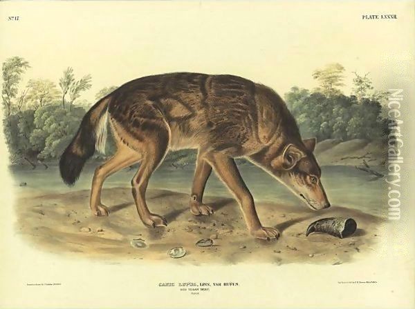 Red Wolf from Quadrupeds of North America Oil Painting - John James Audubon